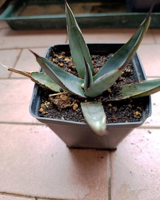 Agave x nigra piante grasse 