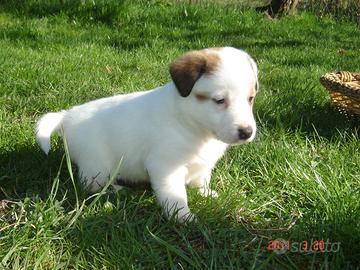 Maschietti Jack Russell meravigliosi
