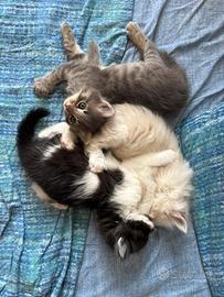 Cucciole gatti siberiani