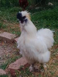 Gallo di razza moroseta bianco adulto