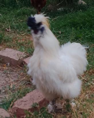 Gallo di razza moroseta bianco adulto