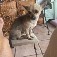 Chihuahua maschio da monta