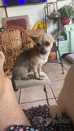 Chihuahua maschio da monta