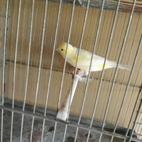 Canarini 2025 anellati