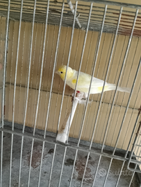 Canarini 2025 anellati