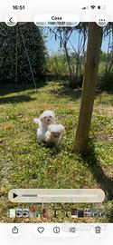 Cuccioli di maltese