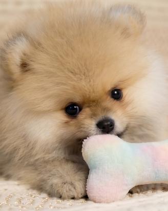 Pomerania. Cuccioli spitz nano tedesco