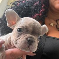Bulldog francese choco merle