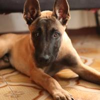 Pastore belga malinois