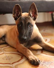 Pastore belga malinois