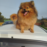 Volpino Toy di Pomerania