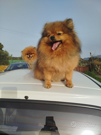 Volpino Toy di Pomerania