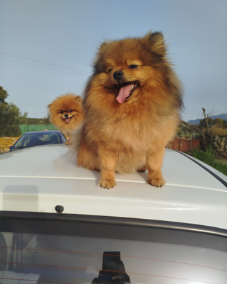 Volpino Toy di Pomerania