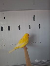 canarino giallo maschio