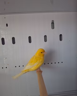 canarino giallo maschio
