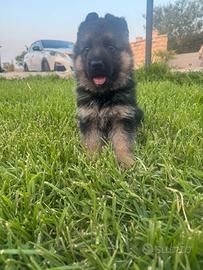 Cuccioli di pastore