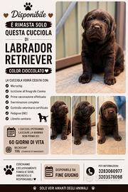 Cuccioli Labrador disponibili da fine giugno