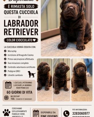 Cuccioli Labrador disponibili da fine giugno