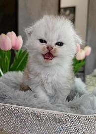 Gattino British Long-Hair (Maschio)