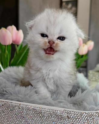 Gattino British Long-Hair (Maschio)