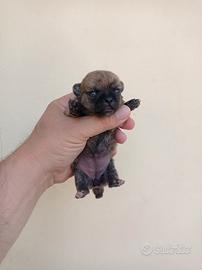 Chiwawa mini toy