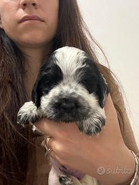 Cocker spaniel cuccioli