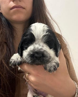Cocker spaniel cuccioli
