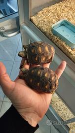 Tartarughe Carbonarie