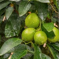 Pianta Agrumi Citrus Lime di Tahiti v20