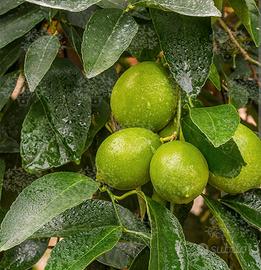 Pianta Agrumi Citrus Lime di Tahiti v20
