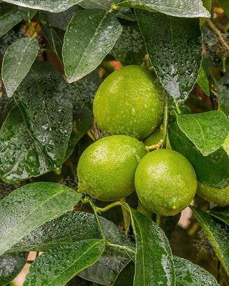 Pianta Agrumi Citrus Lime di Tahiti v20