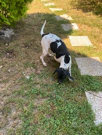 Cane da tartufo