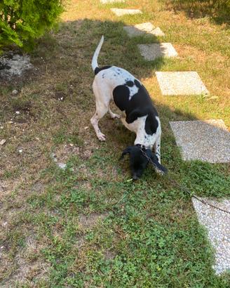 Cane da tartufo
