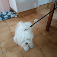 Maltese Mini Toy per monta