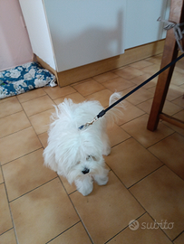 Maltese Mini Toy per monta