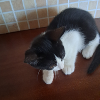 Gatto carino disponibile