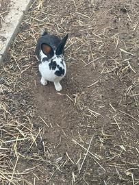 Conigli sempre disponibili