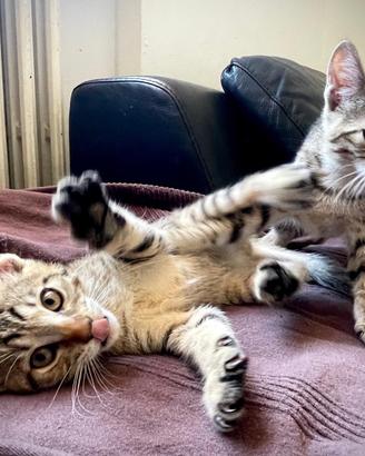 3 gattini