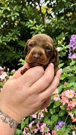 Cuccioli di bassotto pedigree enci