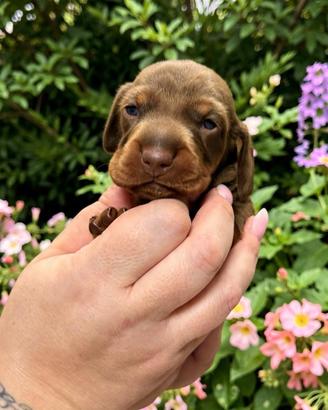 Cuccioli di bassotto pedigree enci