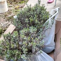 Lavanda officinalis angustifolia Miller blu