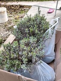 Lavanda officinalis angustifolia Miller blu