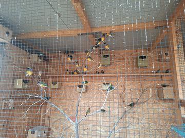Diamante di gould