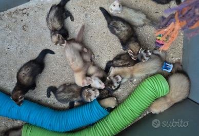Furetti