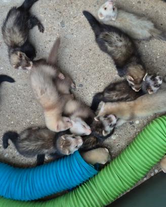 Furetti