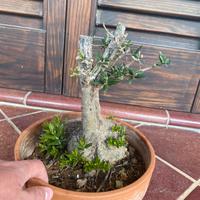 Prebonsai olivo