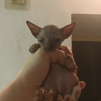 Cucciola di sphynx