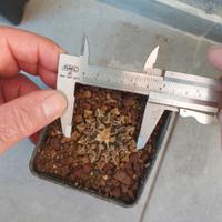 Ariocarpus Kotschoubeyanus elephantides