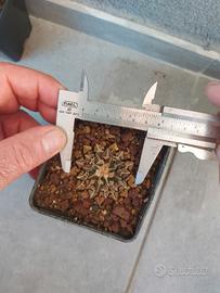 Ariocarpus Kotschoubeyanus elephantides