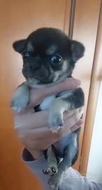 Chihuahua toy cucciolo